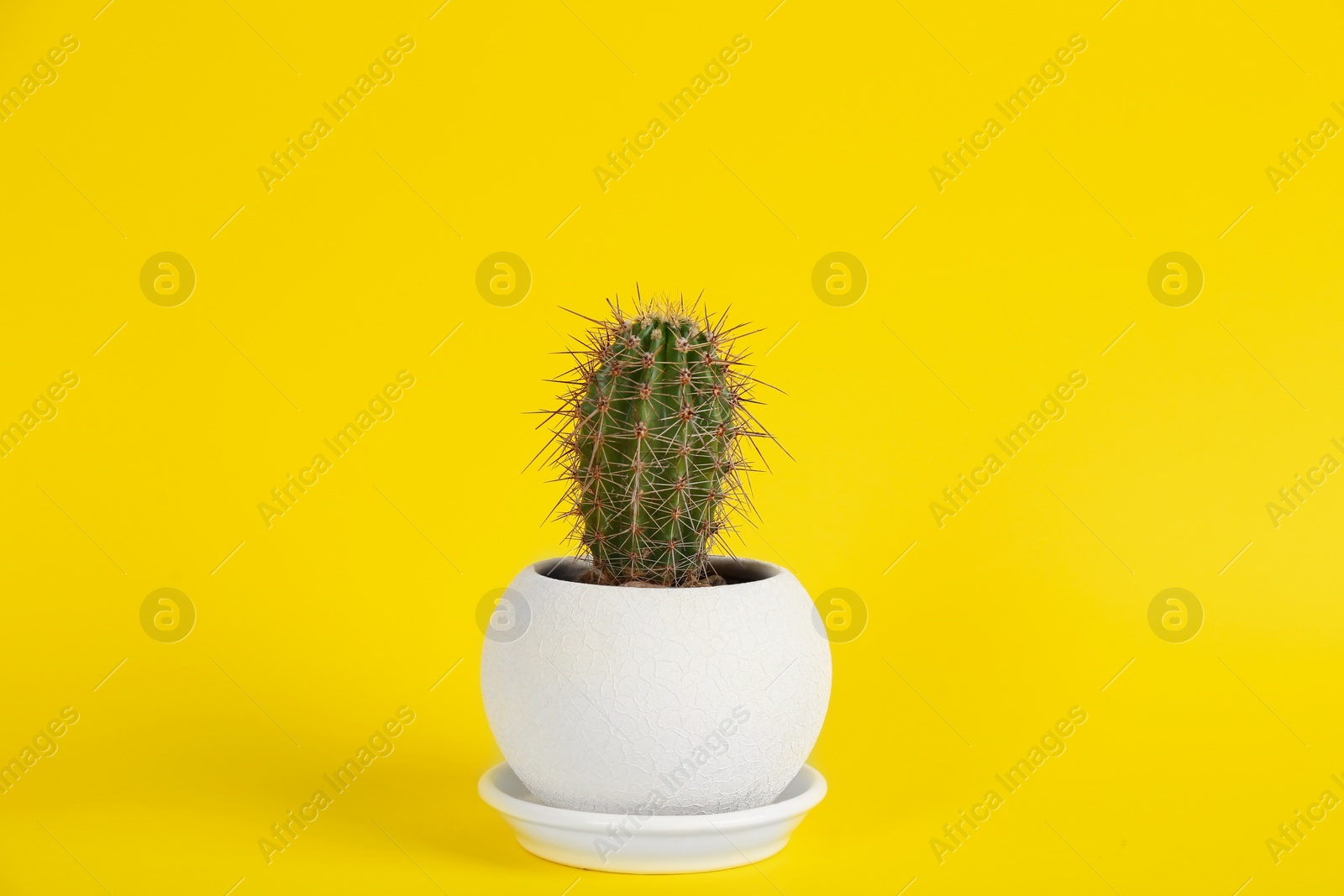 Photo of Beautiful potted cactus plant on yellow background