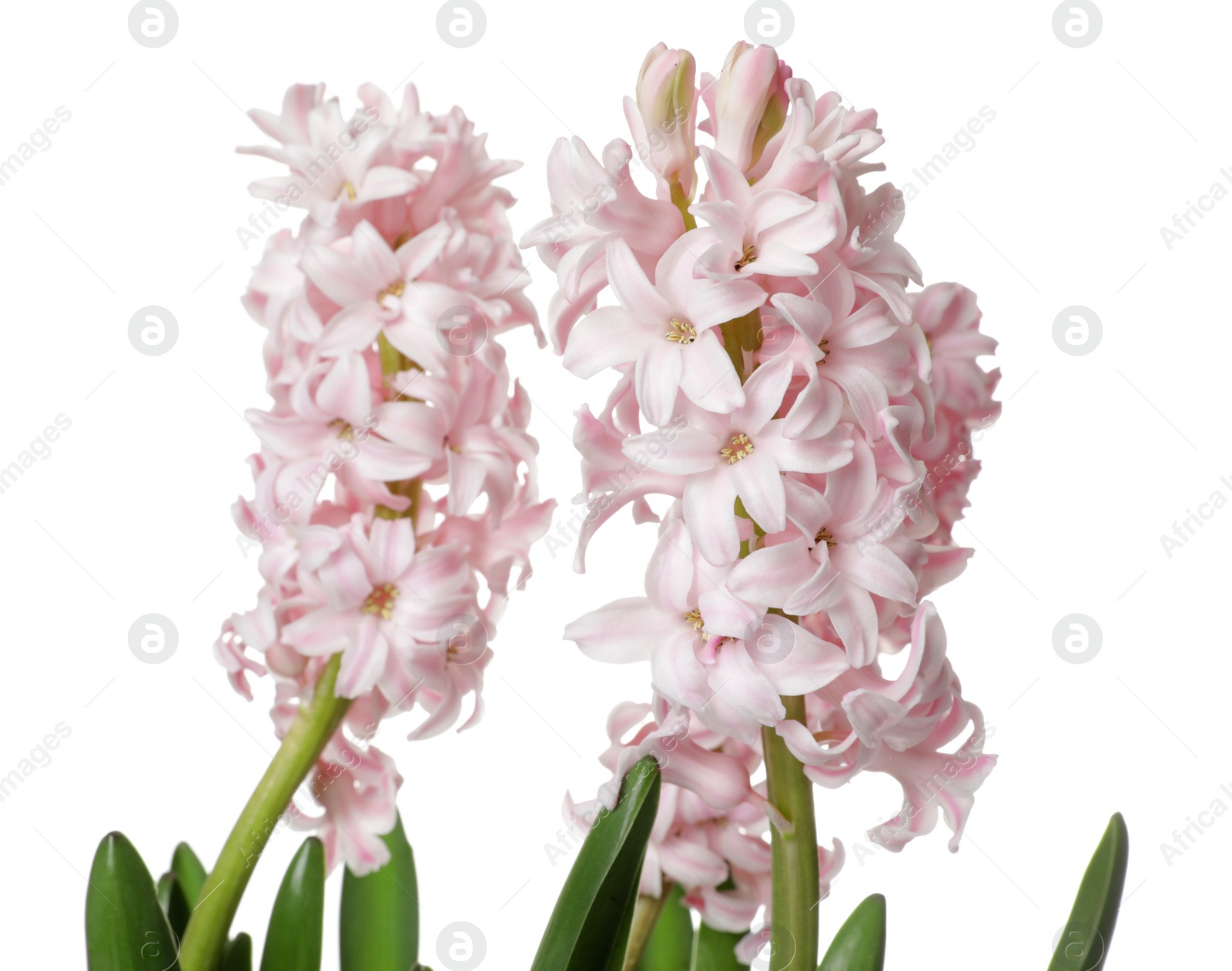 Photo of Beautiful spring hyacinth flowers isolated on white