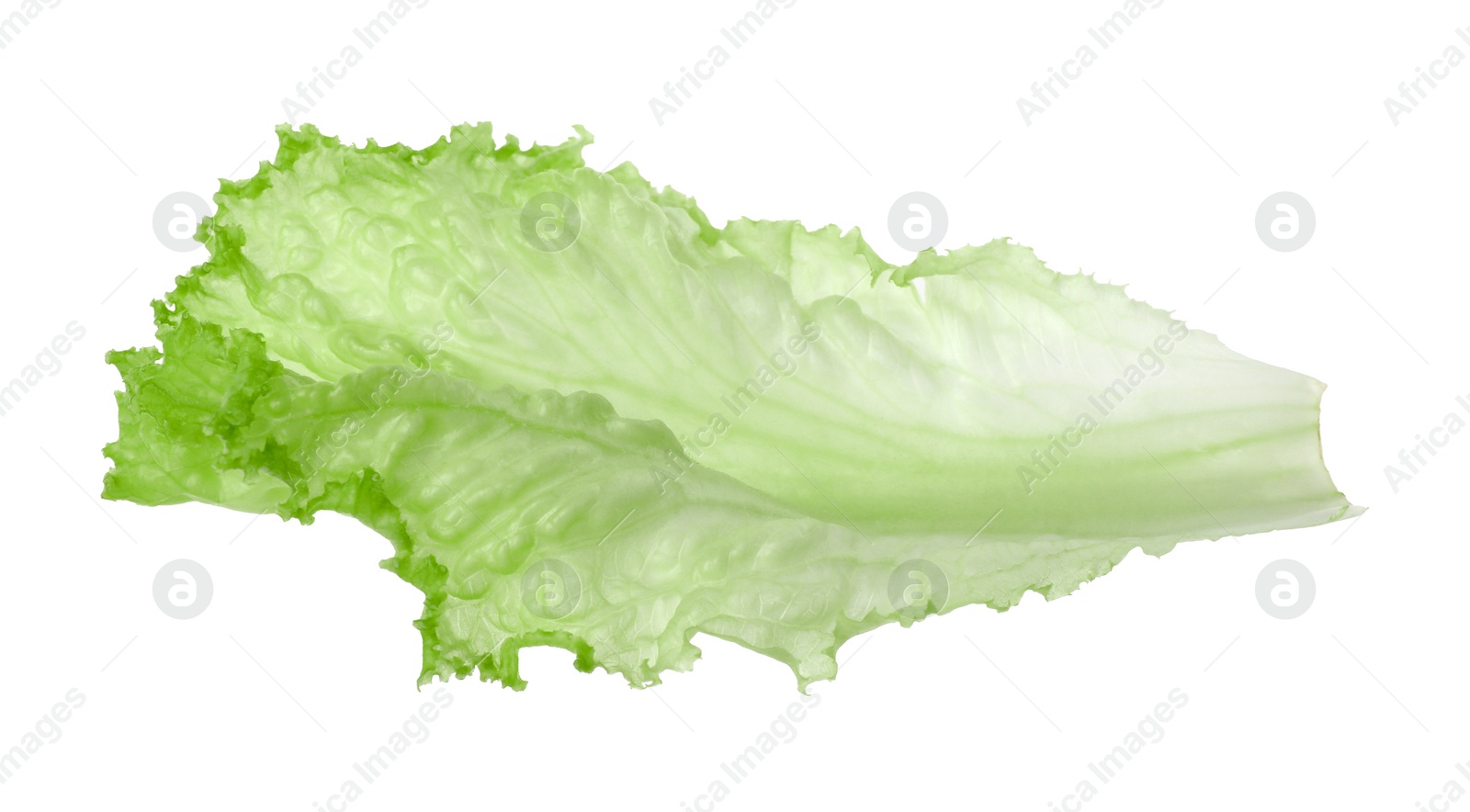 Photo of One green lettuce leaf isolated on white. Salad greens