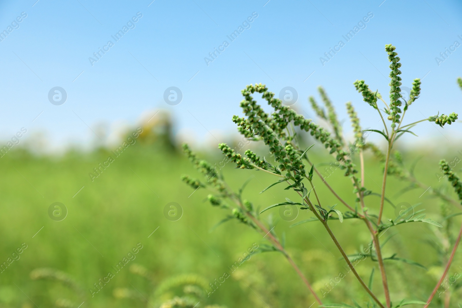 Photo of Blooming ragweed plant (Ambrosia genus) outdoors on sunny day. Seasonal allergy