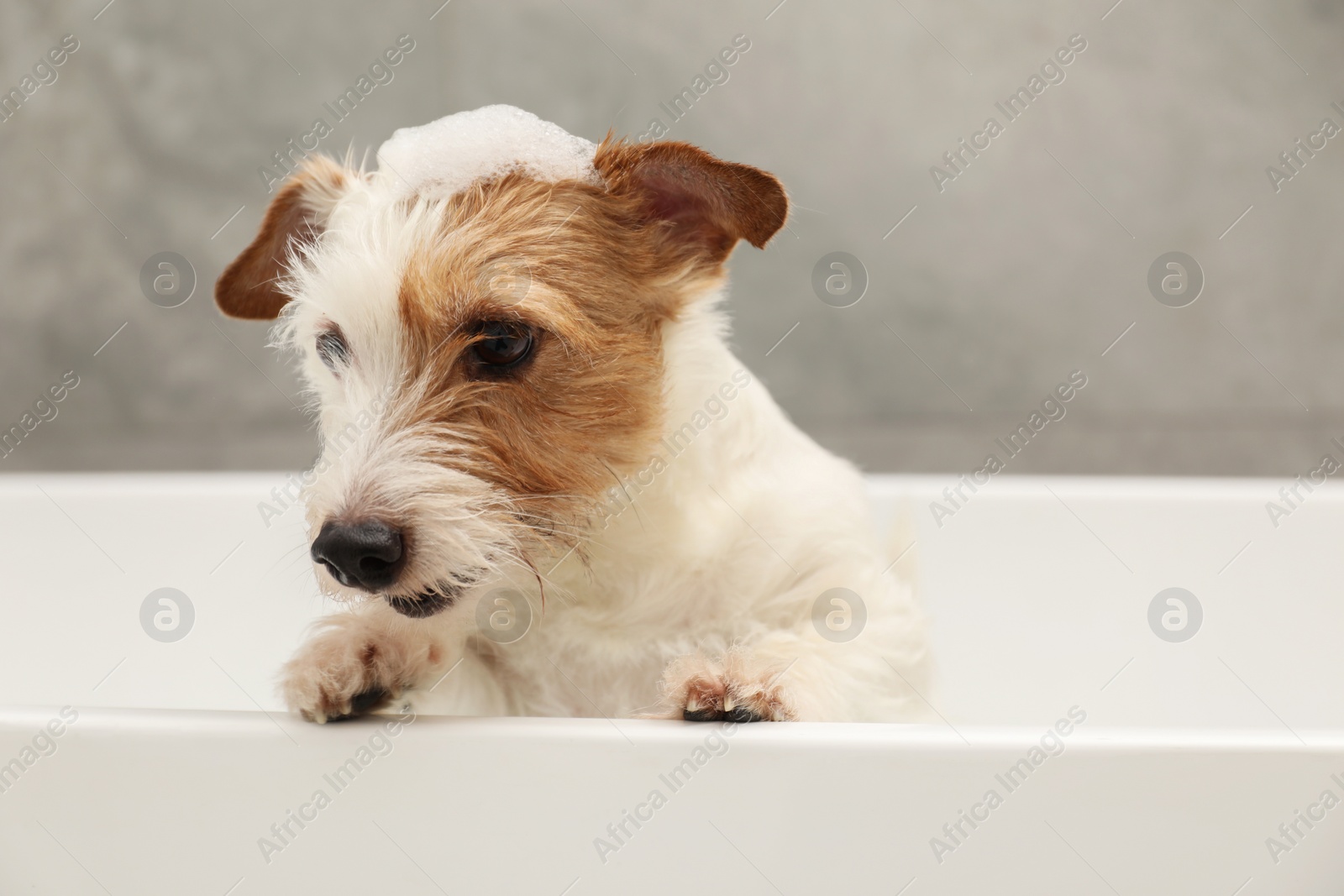 Photo of Portrait of cute dog with shampoo foam on head in bath tub indoors