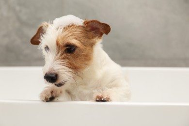 Photo of Portrait of cute dog with shampoo foam on head in bath tub indoors