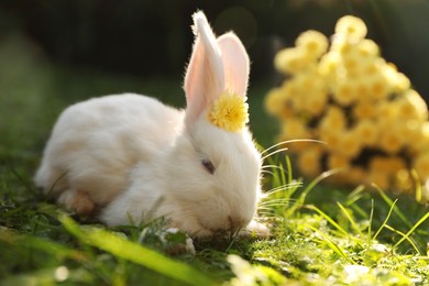 Photo of Cute white rabbit near flowers on green grass outdoors
