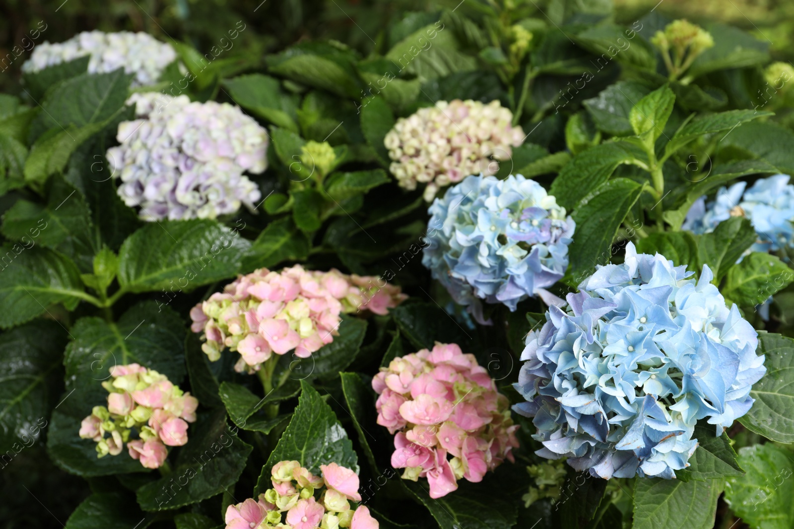 Photo of Beautiful hortensia plants with colorful flowers outdoors