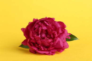 Photo of Beautiful peony flower on yellow background, closeup