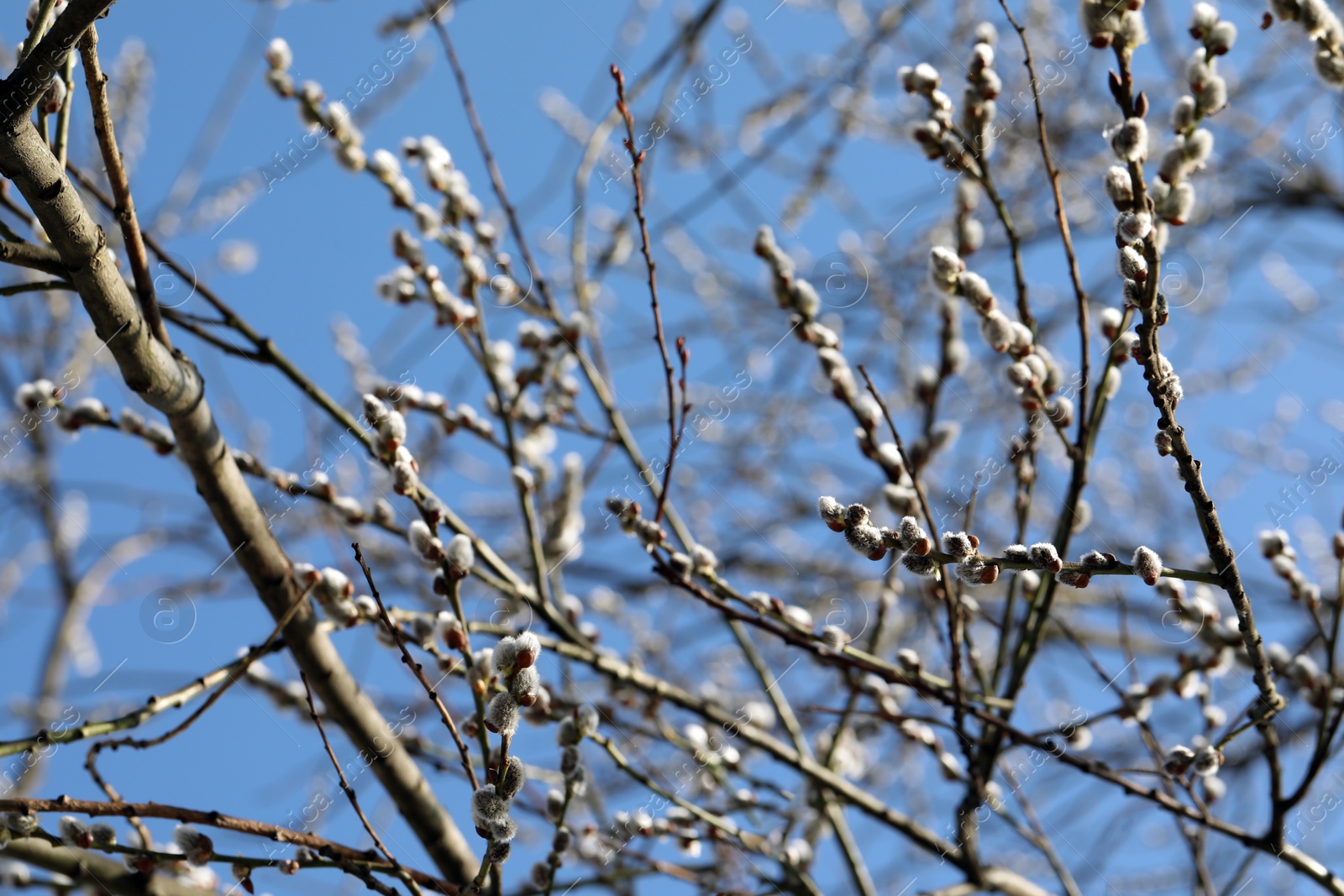 Photo of Beautiful pussy willow branches with flowering catkins against blue sky