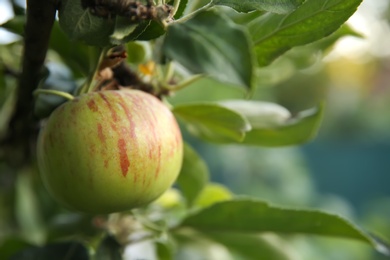 Photo of Ripe apple on tree branch in garden, closeup