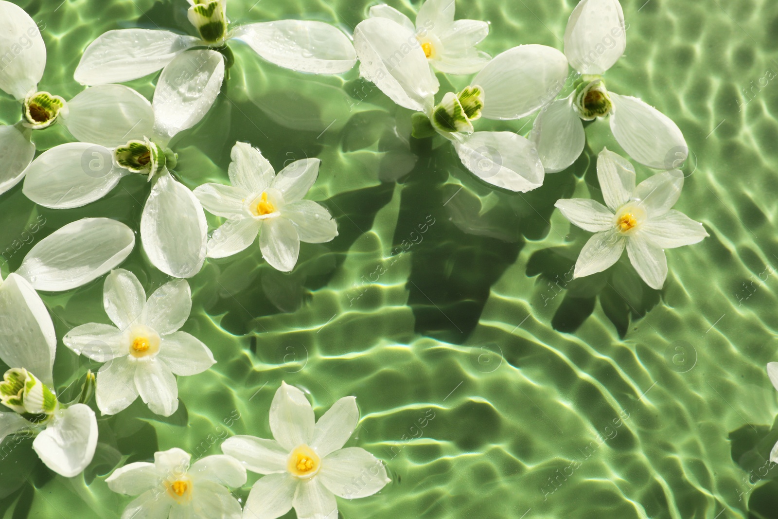 Photo of Beautiful flowers in water on green background, top view. Space for text