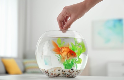 Woman feeding beautiful goldfish at home, closeup