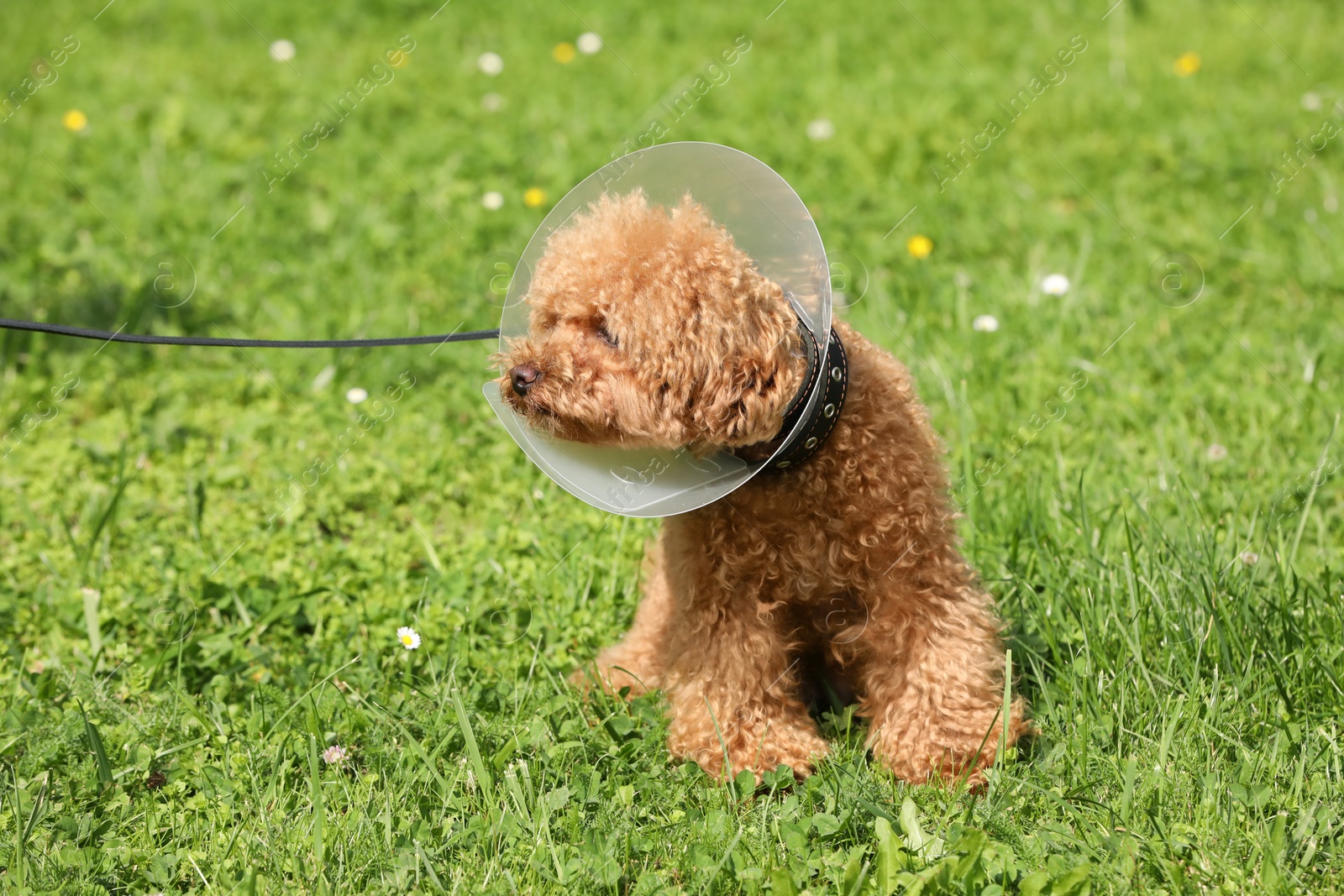 Photo of Cute Maltipoo dog with Elizabethan collar on green grass outdoors