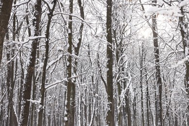 Photo of Trees covered with snow in winter park