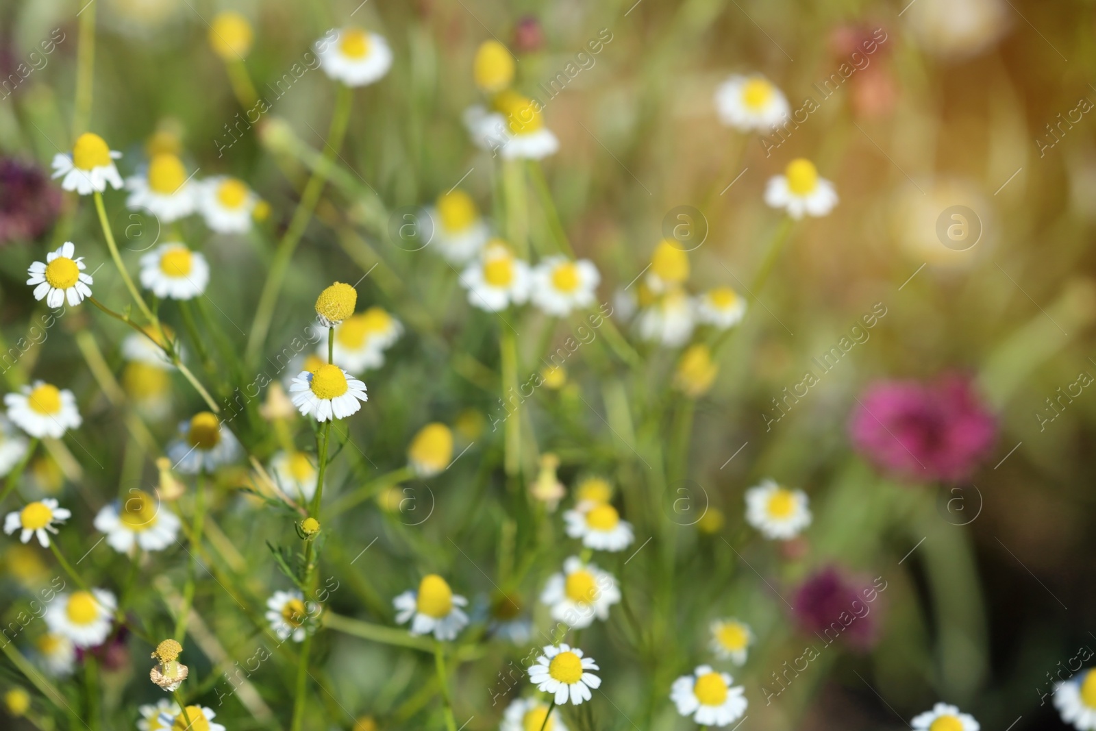 Photo of Beautiful wild flowers outdoors on sunny day, space for text. Amazing nature in summer