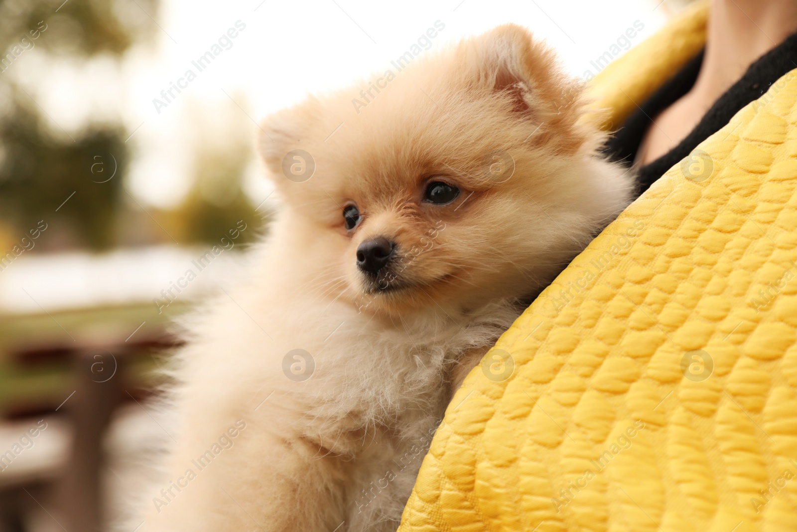 Photo of Woman with small fluffy dog outdoors on autumn day, closeup