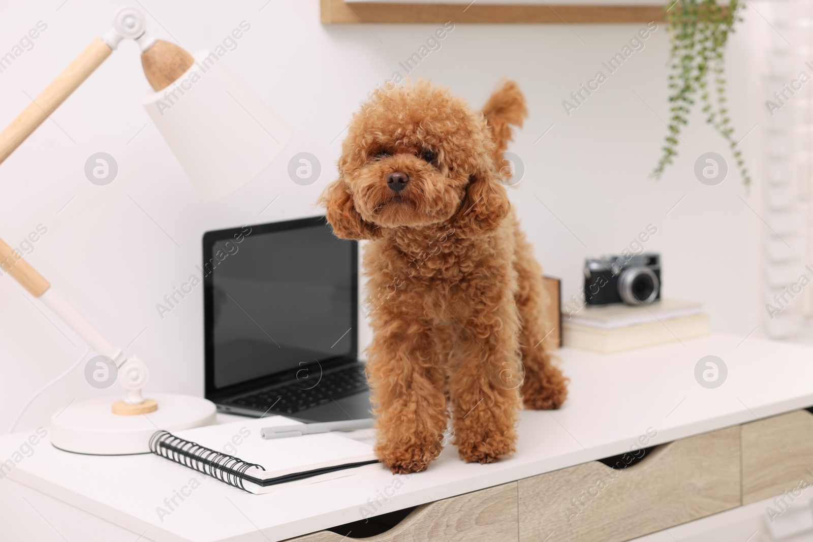 Photo of Cute Maltipoo dog on desk near laptop at home