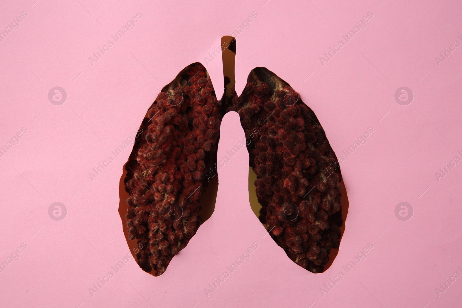Photo of Top view of sumac through pink paper with human lungs shaped hole