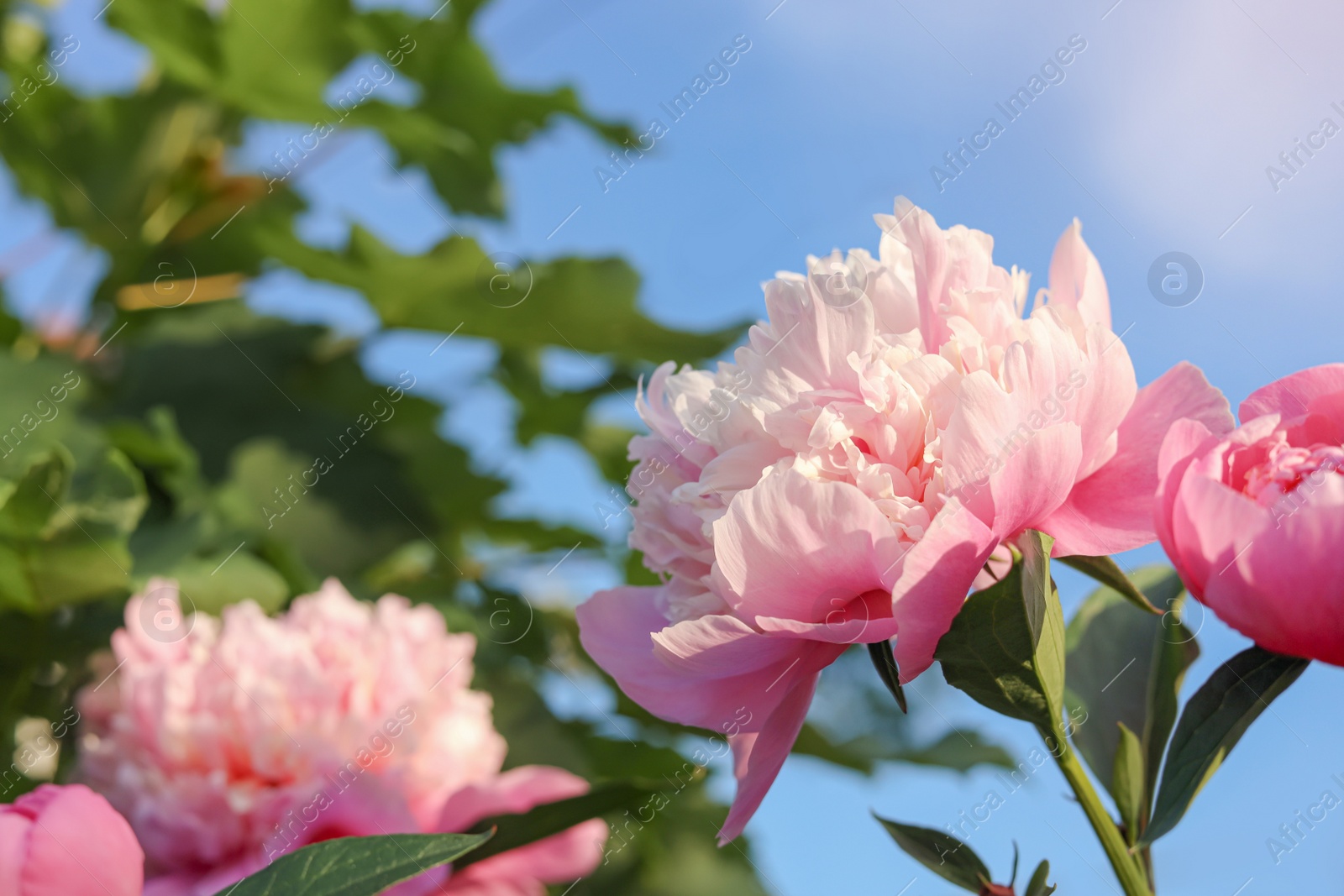 Photo of Beautiful peony flowers against blue sky, closeup