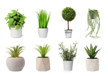 Image of Set of artificial plants in flower pots isolated on white