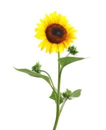 Photo of Beautiful bright yellow sunflower on white background