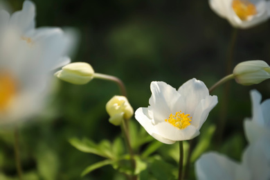 Photo of Beautiful blossoming Japanese anemone flower outdoors on spring day