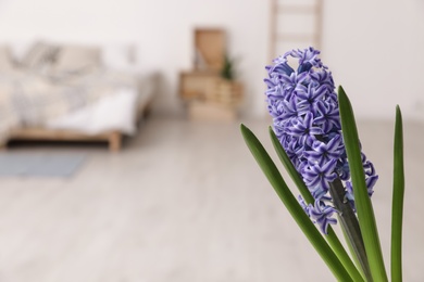 Photo of Beautiful hyacinth on blurred background, space for text. Spring flower