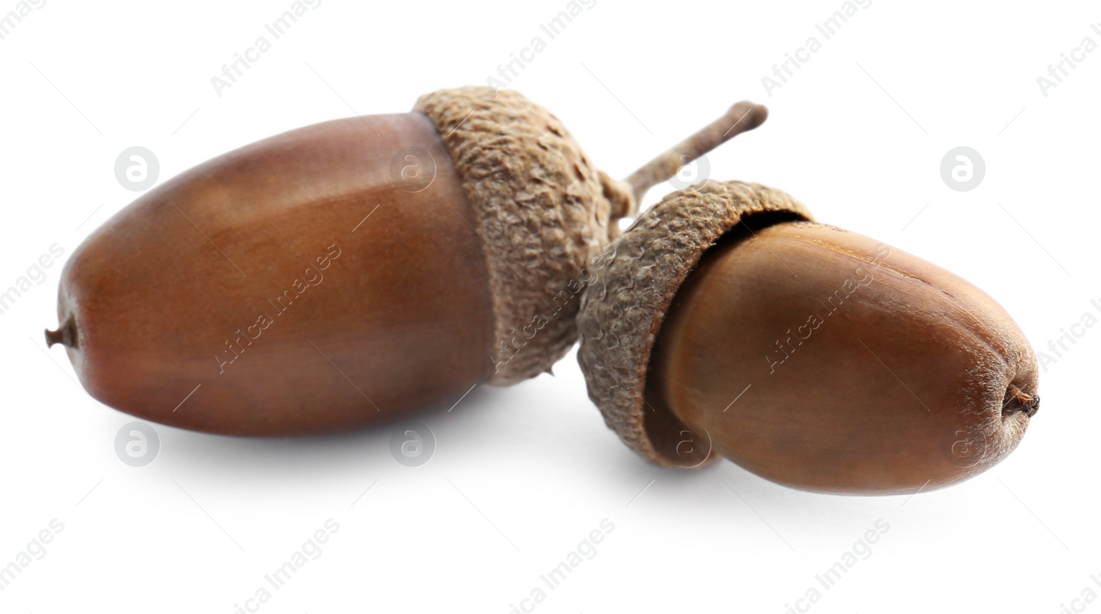 Photo of Beautiful brown acorns on white background. Oak nuts