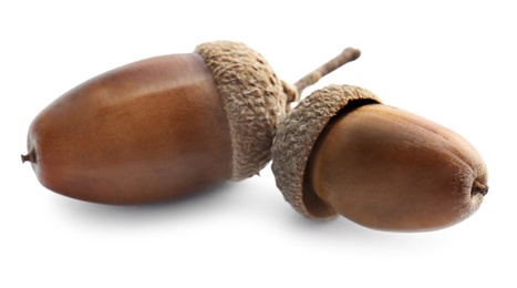 Beautiful brown acorns on white background. Oak nuts