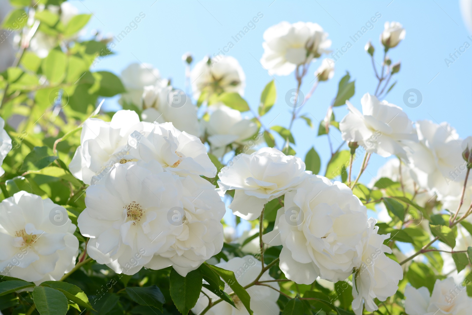 Photo of Beautiful blooming rose bush outdoors, closeup view