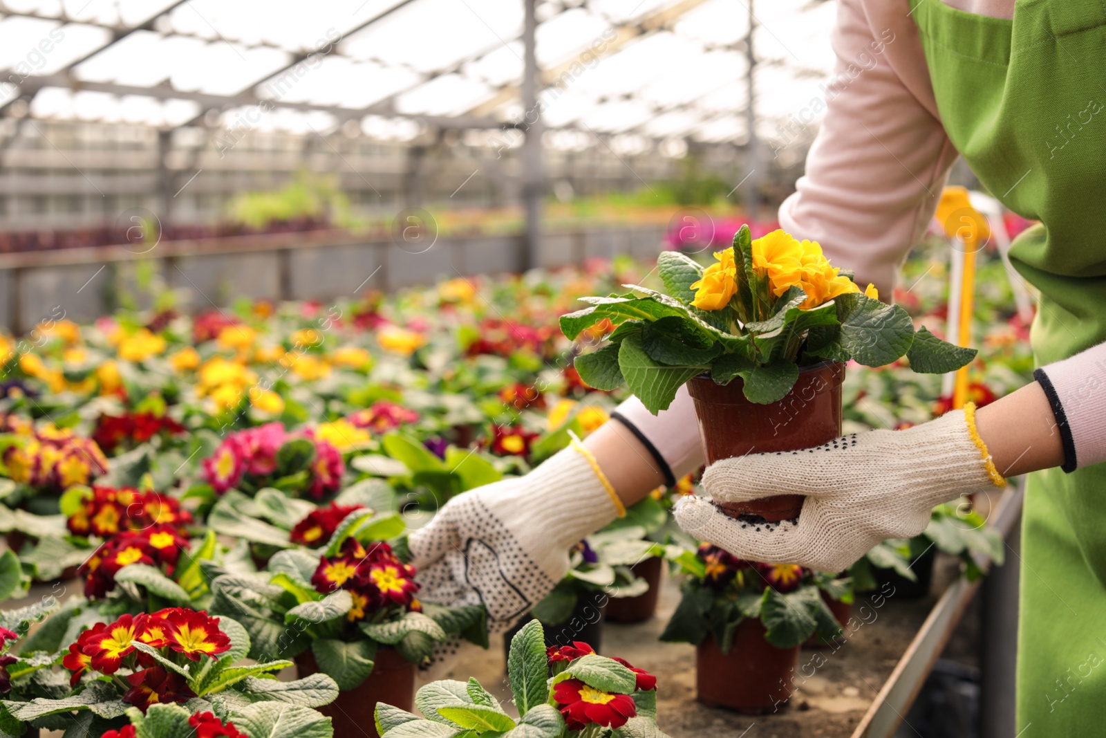 Photo of Young woman taking care of flowers in greenhouse, closeup. Home gardening