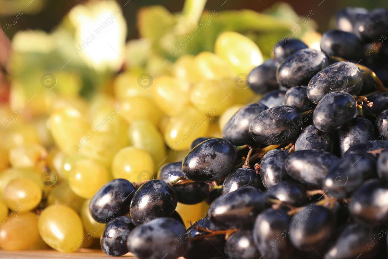 Photo of Fresh ripe juicy grapes on blurred background, closeup