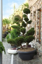 Photo of Beautiful potted Bonsai tree outdoors. Landscape design