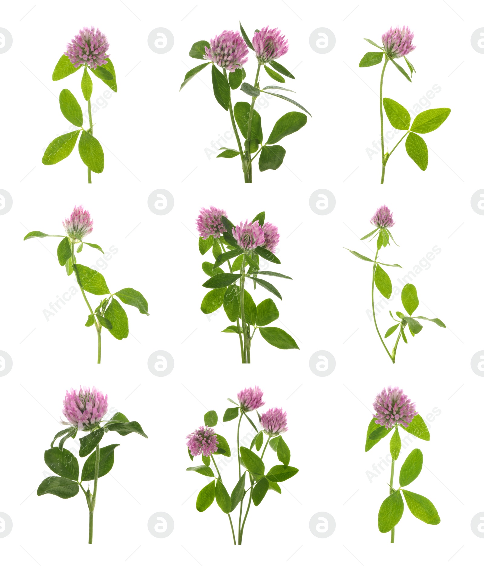 Image of Set with beautiful clover flowers on white background 