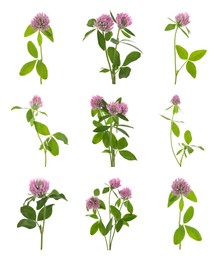Image of Set with beautiful clover flowers on white background 