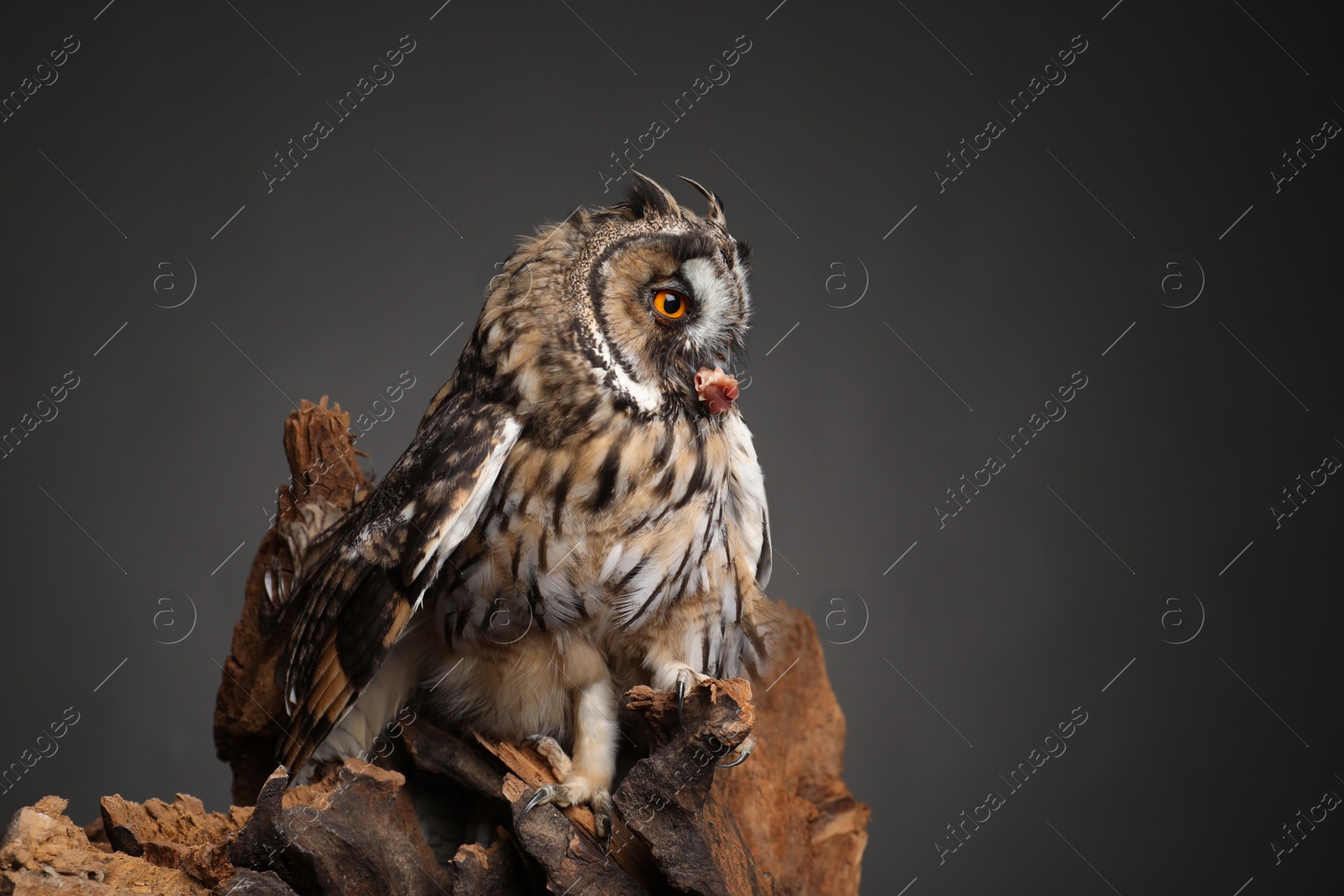 Photo of Beautiful eagle owl on tree against grey background. Predatory bird