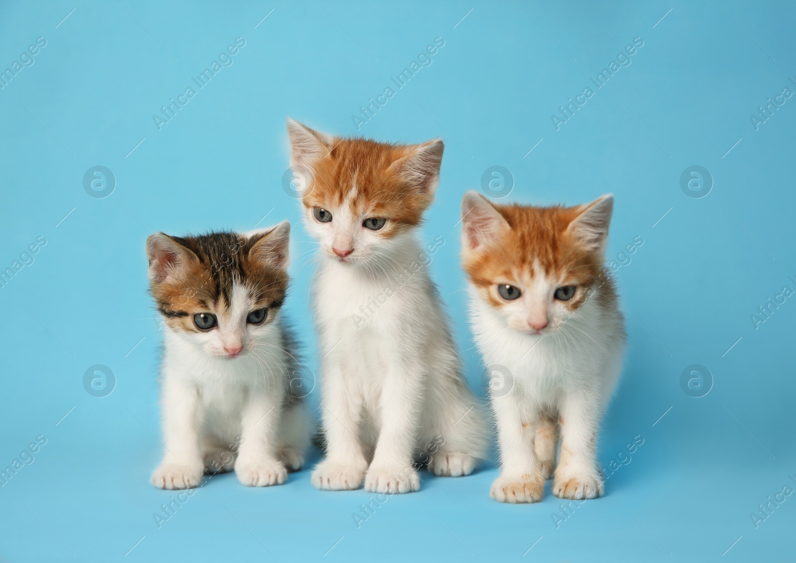 Photo of Cute little kittens on light blue background. Baby animals