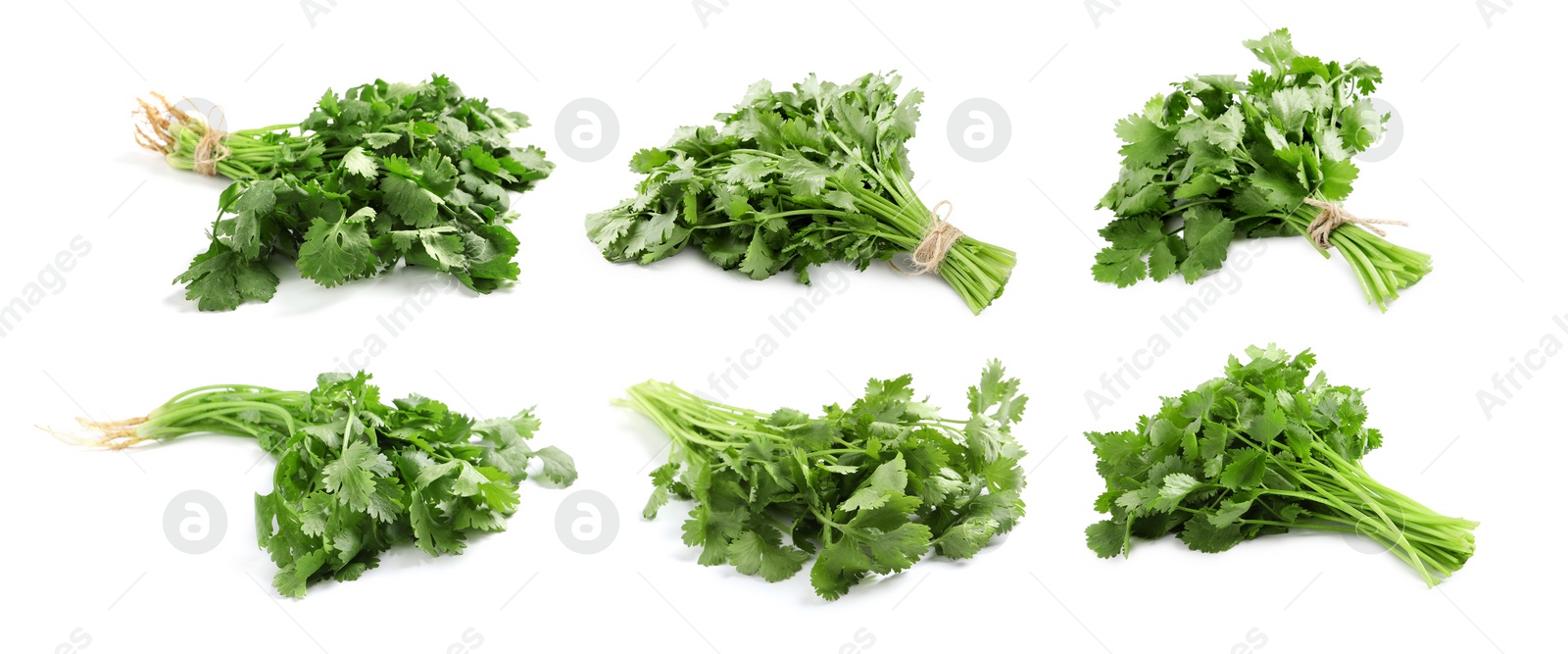 Image of Set with fresh coriander on white background. Banner design