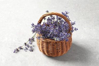 Fresh lavender flowers in basket on grey stone table