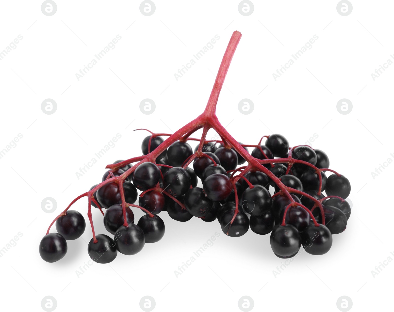 Photo of Cluster of elderberries (Sambucus) isolated on white