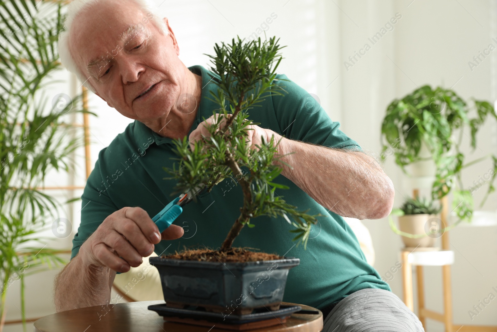 Photo of Senior man taking care of Japanese bonsai plant indoors. Creating zen atmosphere at home