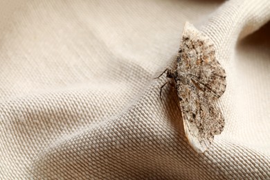 Photo of Single Alcis repandata moth on beige cloth, space for text