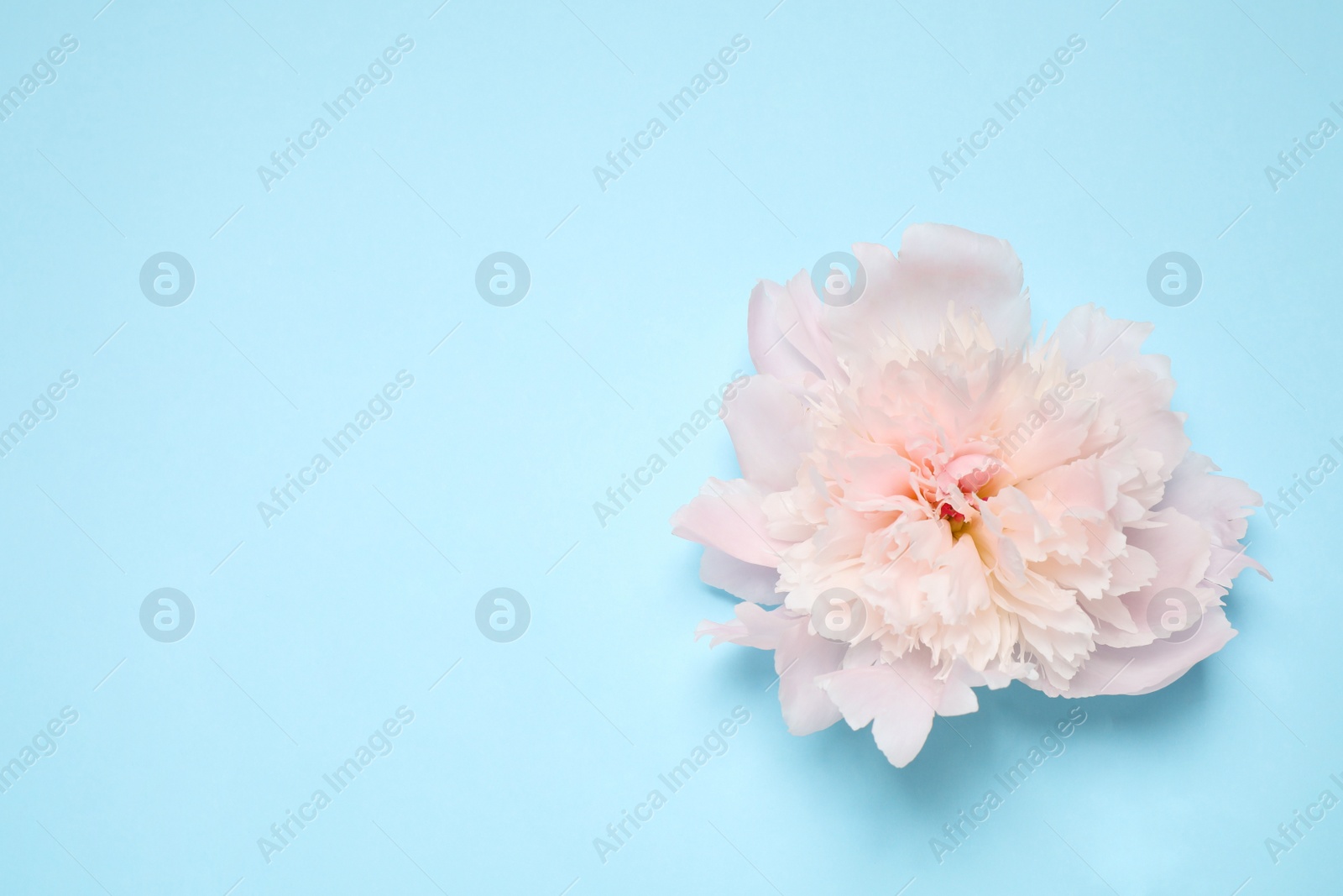 Photo of Beautiful fresh peony on light blue background, top view. Space for text