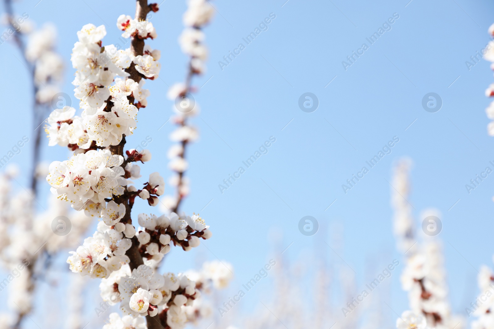 Photo of Beautiful apricot tree branches with tiny tender flowers against blue sky, space for text. Awesome spring blossom