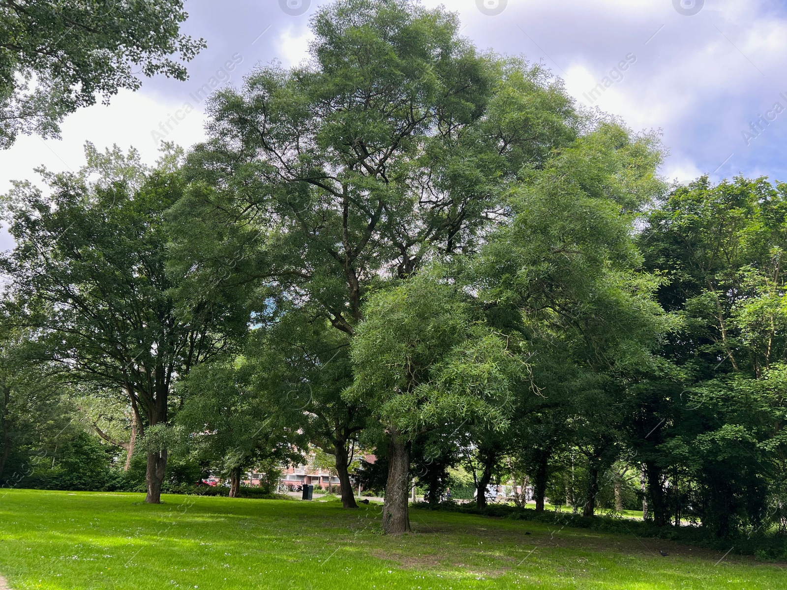 Photo of Beautiful view of green park on sunny day