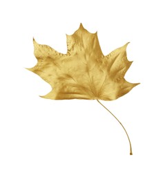 One golden maple leaf isolated on white. Autumn season