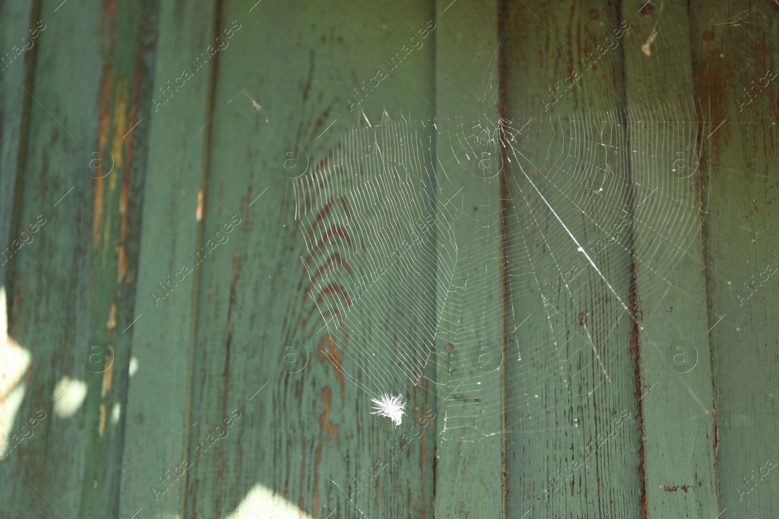 Photo of Cobweb on green wooden wall outdoors, space for text