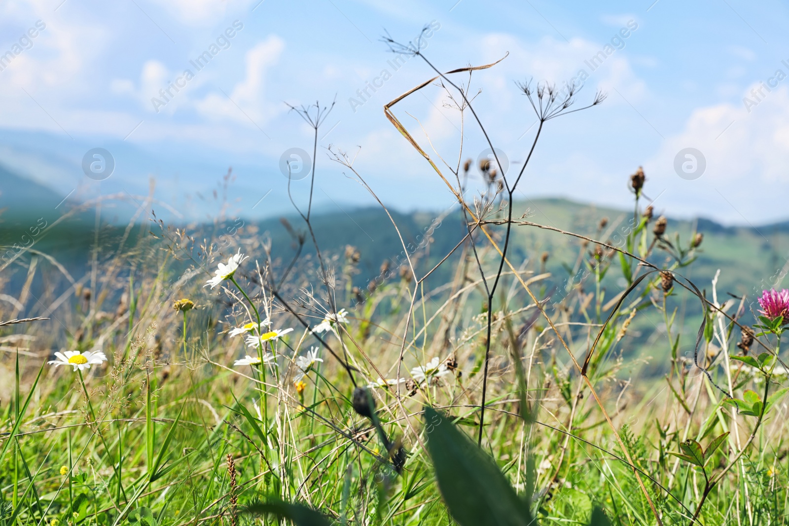 Photo of Field with meadow flowers on bright sunny day