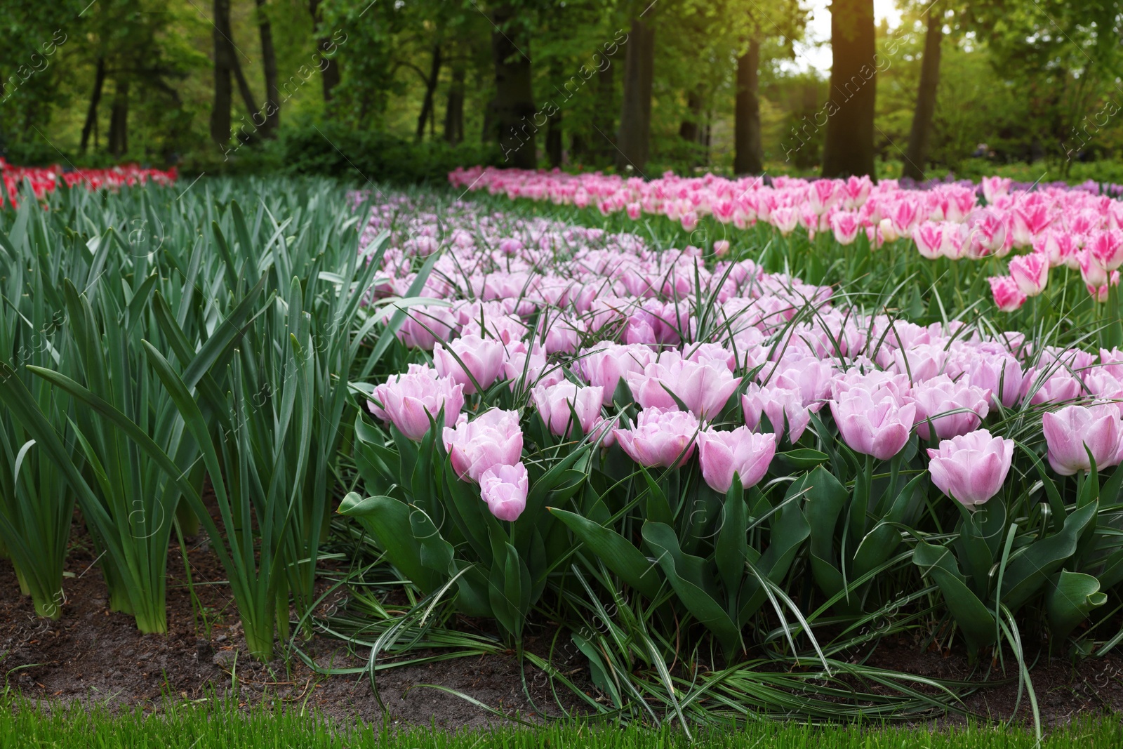 Photo of Many beautiful tulip flowers growing in park. Spring season