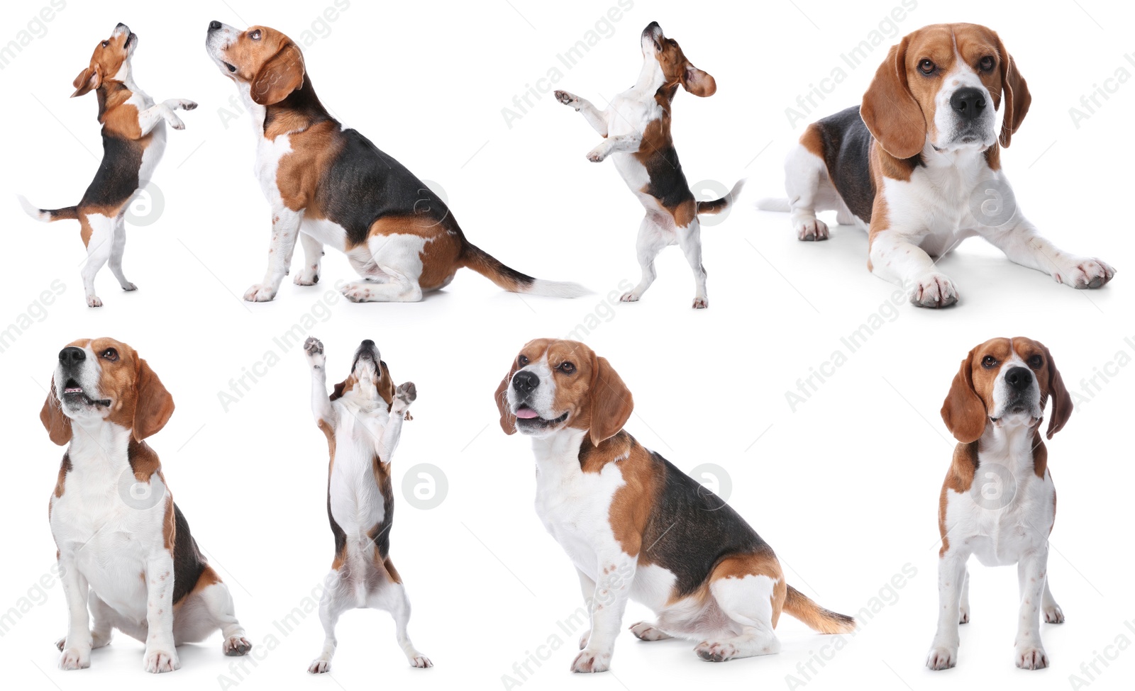 Image of Set of beagle dogs on white background