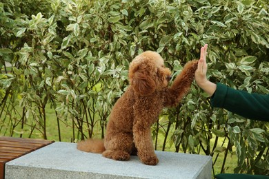 Cute Maltipoo dog giving high five to woman outdoors, closeup