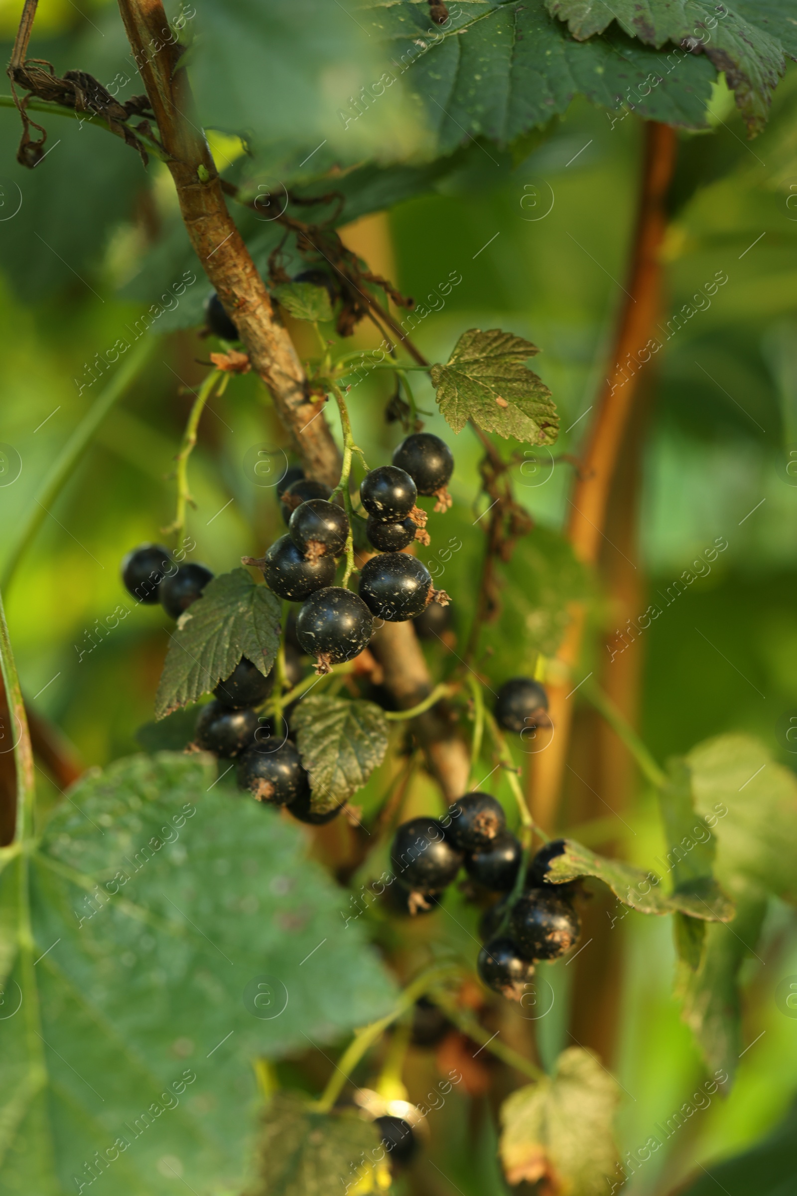 Photo of Ripe blackcurrants growing on bush outdoors, closeup