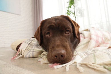 Photo of Chocolate labrador retriever on pet pillow indoors